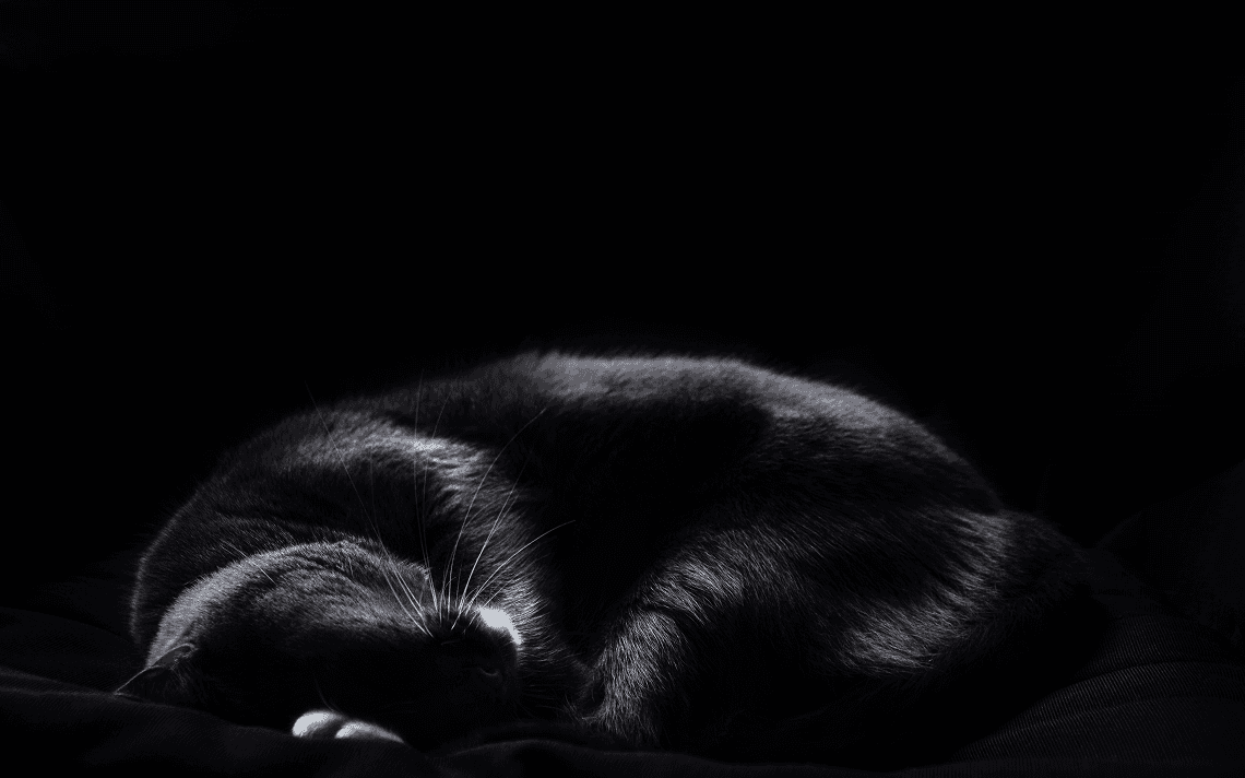 My seat warmer, my cat honey